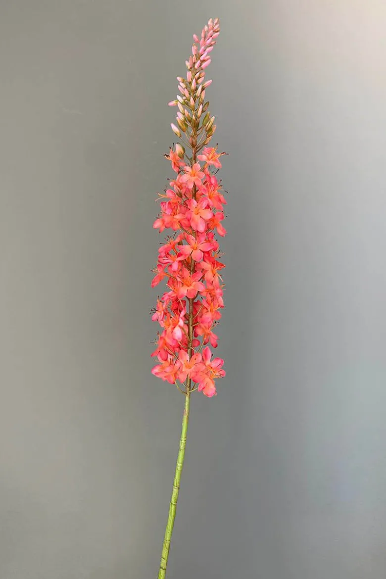 Pip Künstliche Blumen Coral Sunrise